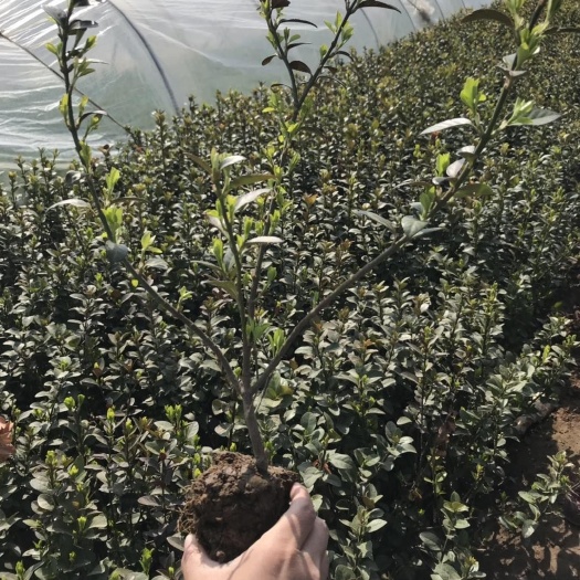 青州市冬青卫矛  精品卫矛基地大量现货供应