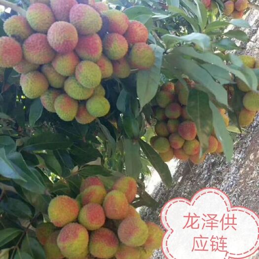 阳西县妃子笑荔枝  妃子笑与您相约