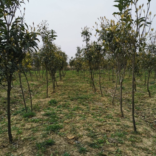 凤阳县 低价出售桂花树苗