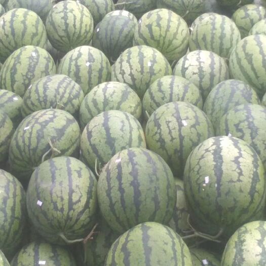 盈江县 缅甸西瓜
