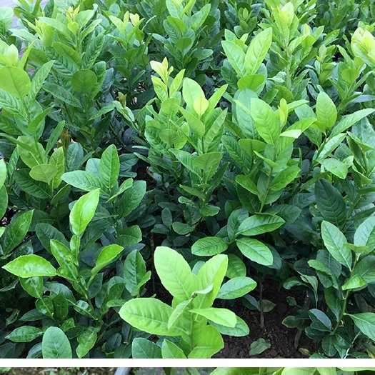 灵山县香水柠檬苗 柠檬嫁接苗