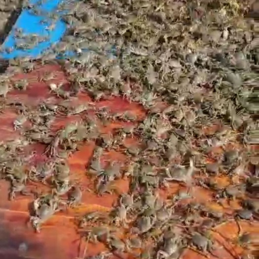 上海 上海崇明蟹苗