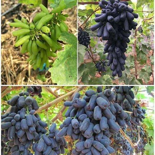 平邑县 甜蜜蓝宝石葡萄苗，基地直售现挖现卖，种过的都说好