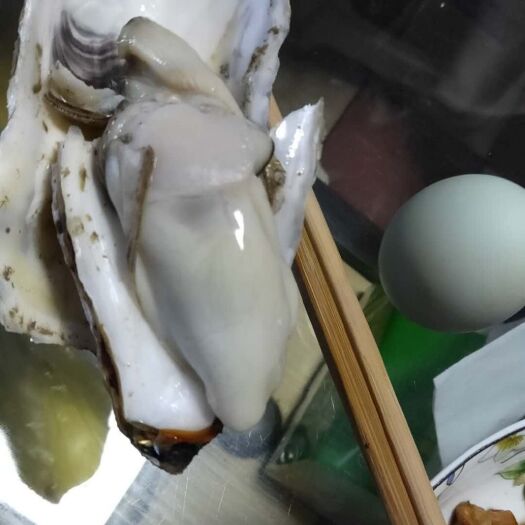 乳山市乳山牡蛎 批发生蚝