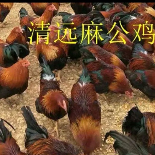 南宁 清远麻鸡苗优良品种