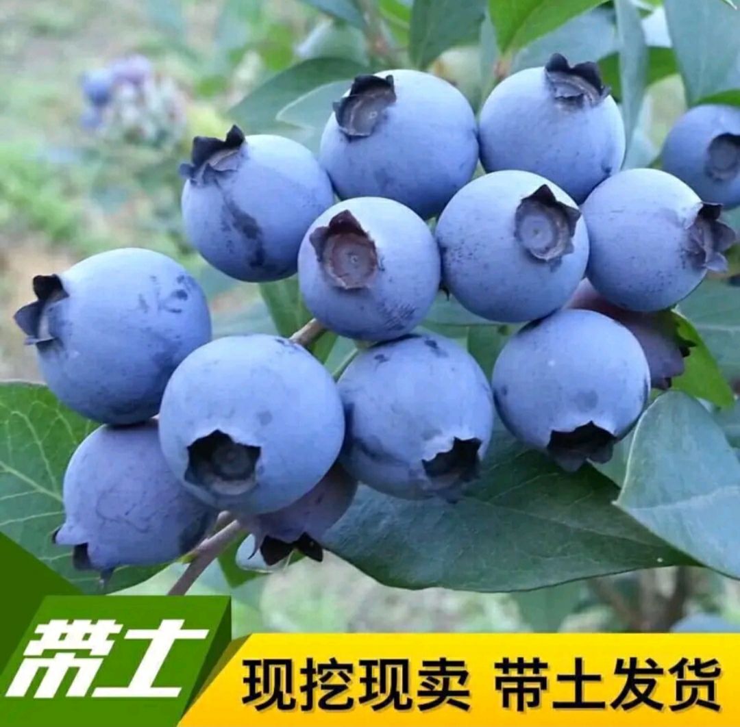 薄雾蓝莓苗 薄雾/奥尼尔/兔眼蓝莓树苗品种正宗量大从优可实地考察