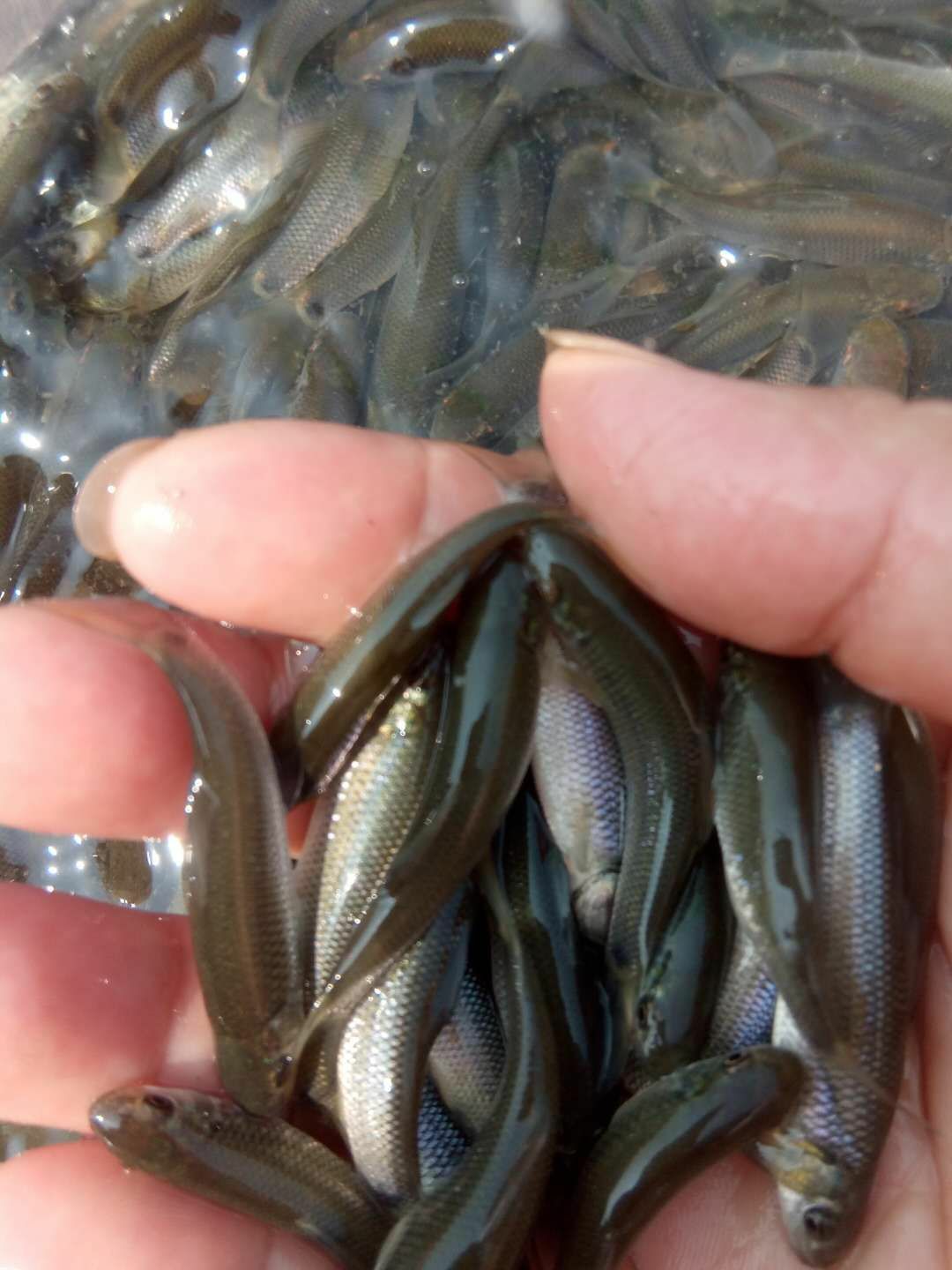 池塘鲤鱼  鲤鱼，草鱼，花鲢，青鱼，岩鲤，等各种鱼苗，长势快，肉质好。