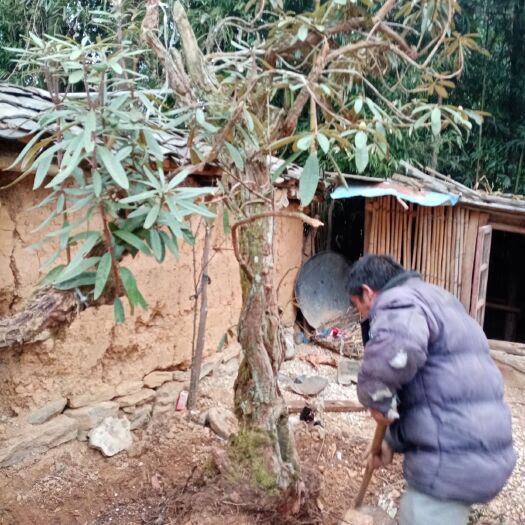 文山市马缨杜鹃 出售一棵精品马缨花