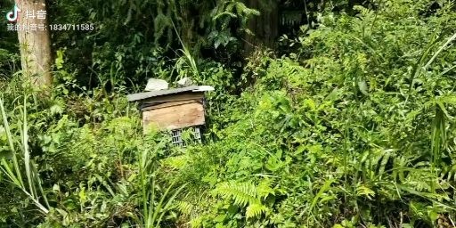 遵义 蜜蜂中hua蜜蜂