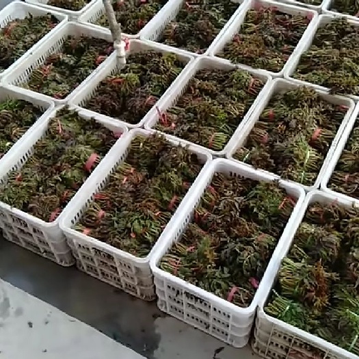 新泰市红油香椿 大量走货，大量供应，你的满意是我们最大的动力，合作共赢