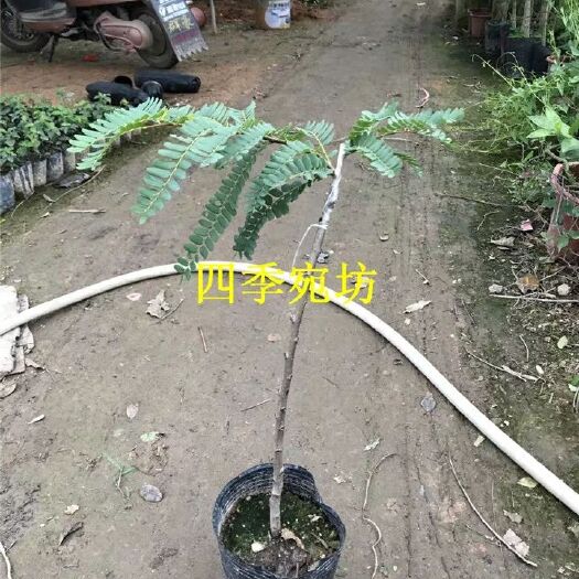 灵山县茂谷柑苗 油甘苗甜种 余甘果 油柑苗