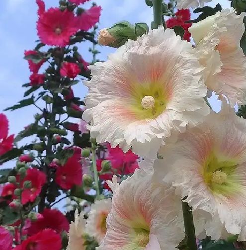 蜀葵种子 一丈红 熟季花 戎葵 吴葵 卫足葵 胡葵 斗蓬花