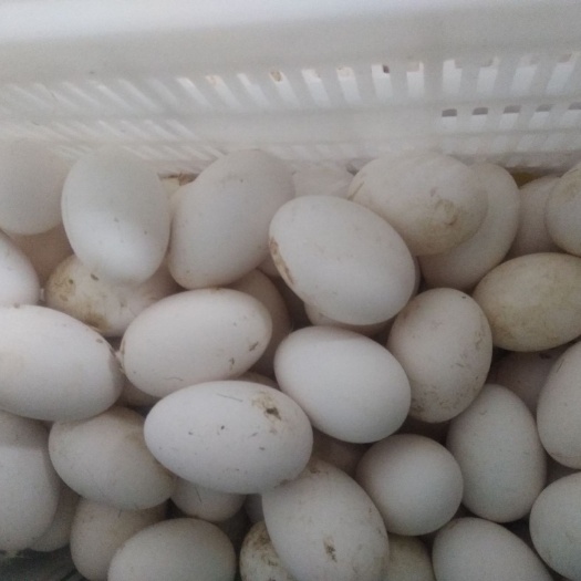青岛种鹅蛋 孵化 箱装