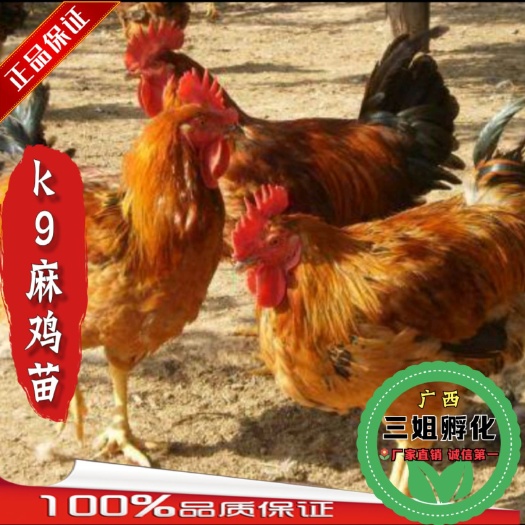 南宁K9鸡苗  k9鸡苗 麻黄鸡苗 882-901快大肉鸡苗 出壳打好疫苗