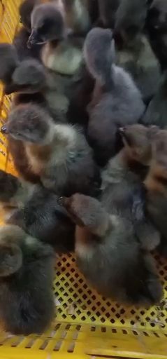 怀集县狮头鹅苗