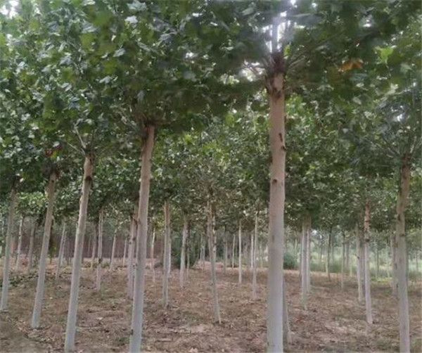 莘县 法国梧桐树苗  法桐树苗供应 直径10公分左右  1万棵