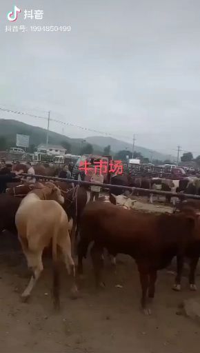 礼县 夏洛莱精品牛犊