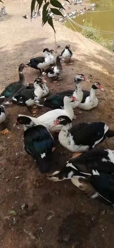 西洋鸭苗