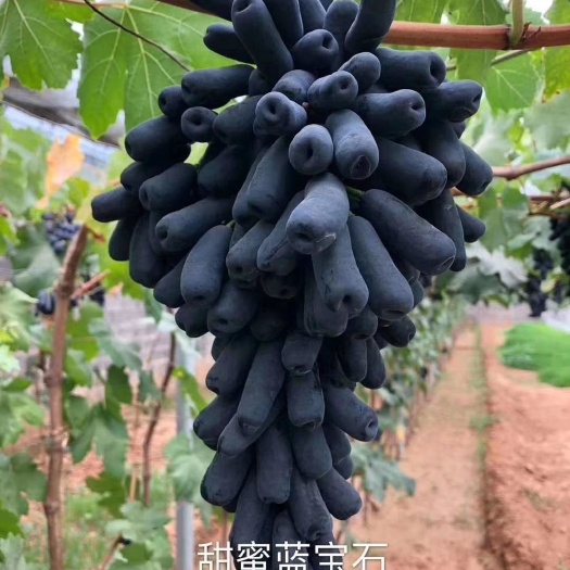 兴城市蓝宝石葡萄苗  甜蜜蓝宝石嫁接大苗  果实甜脆   自然无核耐存储
