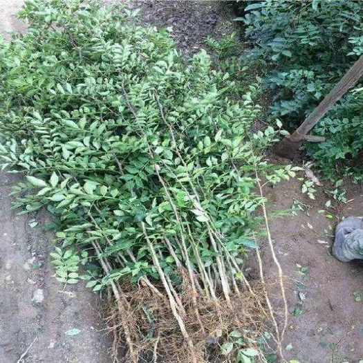 永靖县大红袍花椒苗 有一年苗，两年苗。长度80-150cm，直径1-3公分