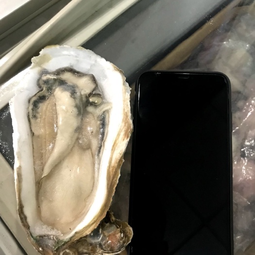北海北海生蚝 大生蚝