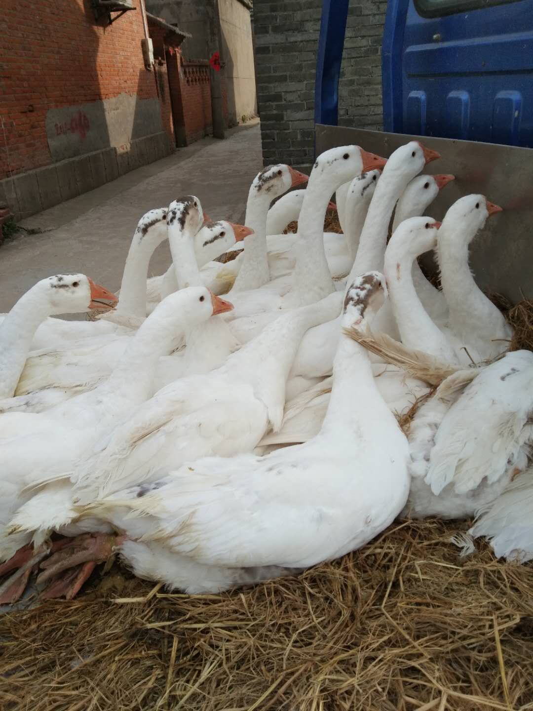  杀好的新鲜鹅肉批发