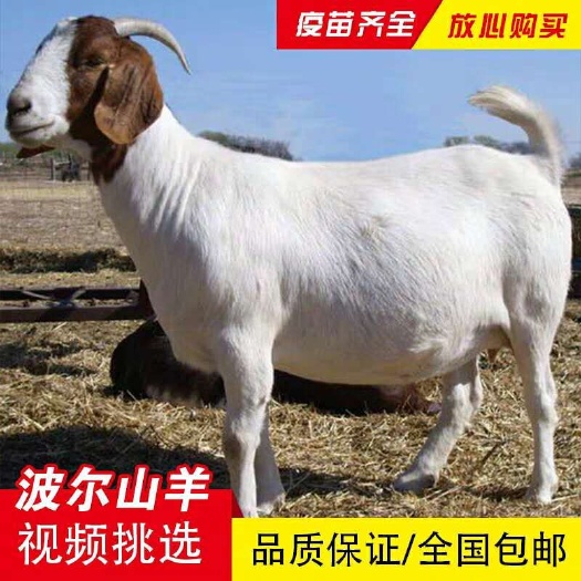 梁山县波尔山羊养殖，波尔山羊多少钱一只