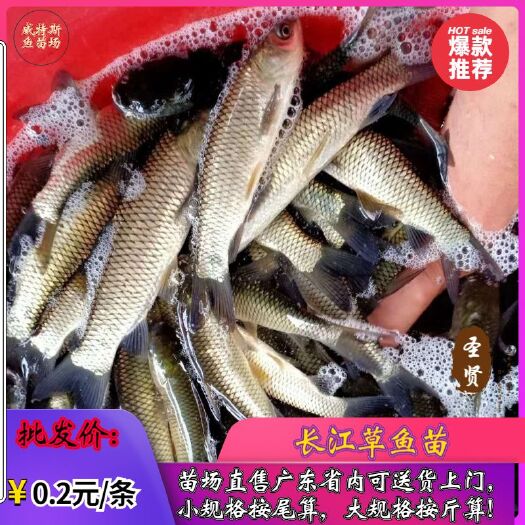 佛山 草鱼苗 草鱼苗 脆肉皖鱼苗 金丝草鱼苗