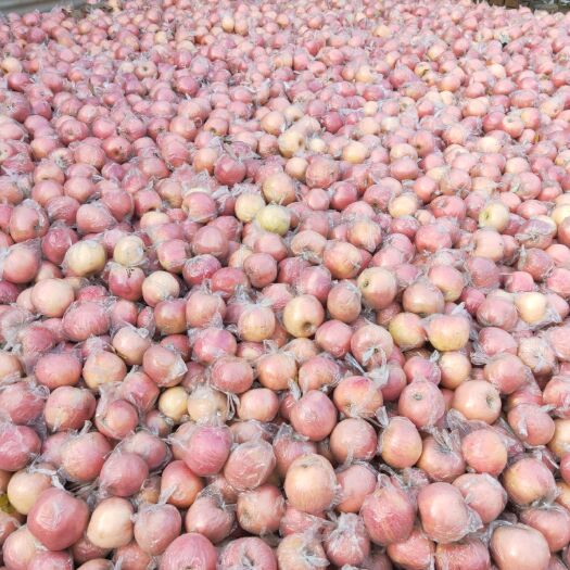 东光县 苹果批发1.2一斤