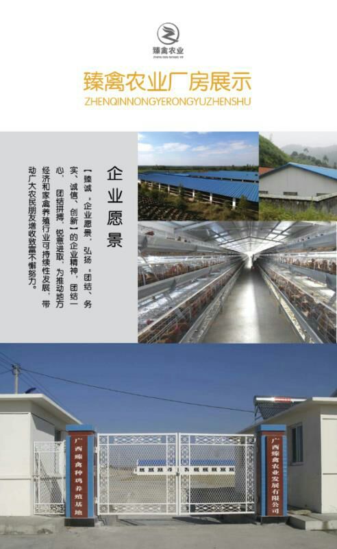  绿壳蛋鸡苗