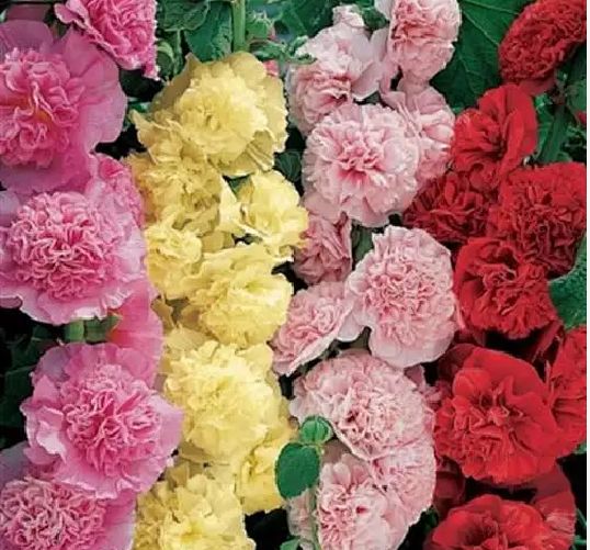 蜀葵种子 一丈红 熟季花 戎葵 吴葵 卫足葵 胡葵 斗蓬花