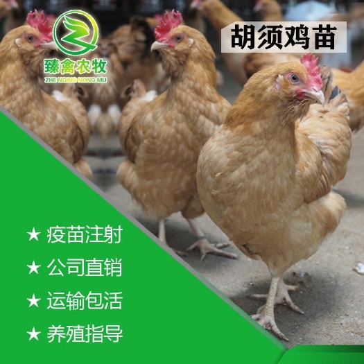 南宁 胡须鸡苗，厂家直销，包疫苗，运输包活！