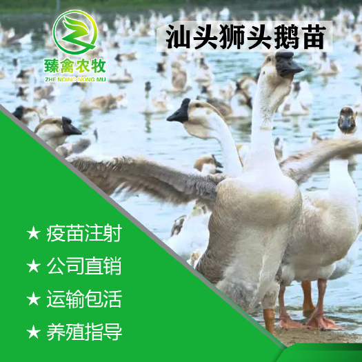 南宁 纯种汕头狮头鹅苗，出壳包打疫苗，厂家直销，技术指导