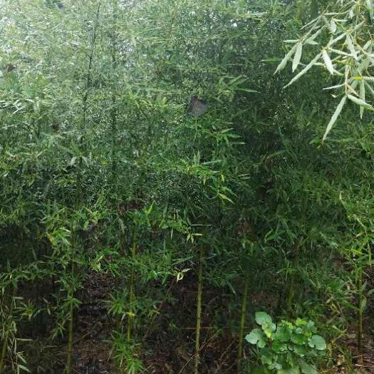 沭阳县 早园竹金镶玉竹罗汉竹等各种绿化观赏竹苗