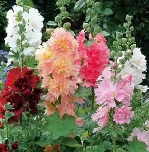 蜀葵种子 一丈红 熟季花 戎葵 吴葵 卫足葵 胡葵 斗蓬花