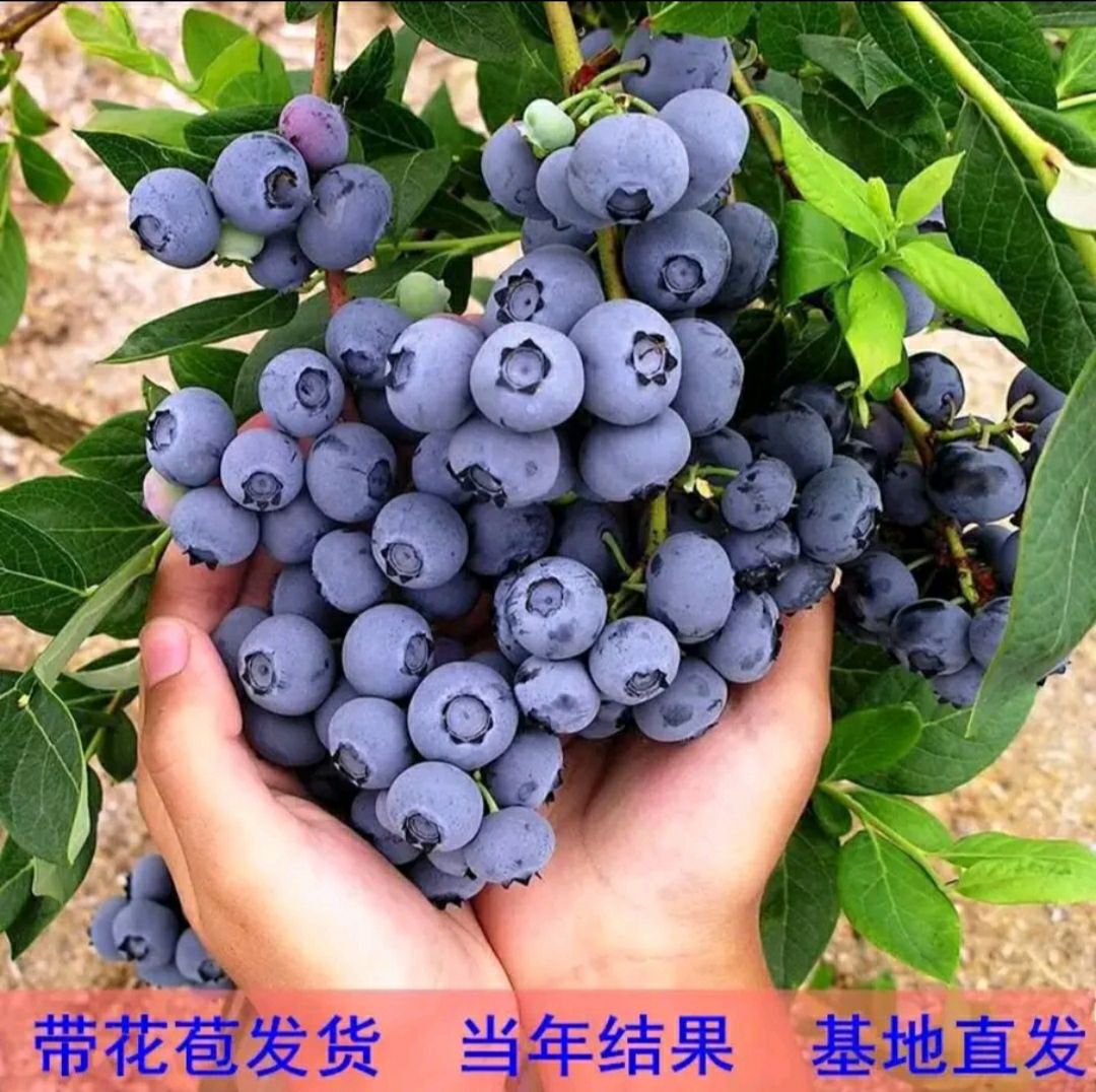 薄雾蓝莓苗 薄雾/奥尼尔/兔眼蓝莓树苗品种正宗量大从优可实地考察