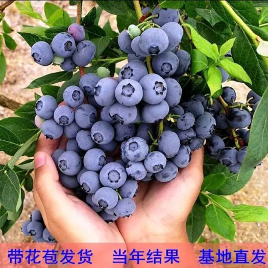 平邑县薄雾蓝莓苗 薄雾/奥尼尔/兔眼蓝莓树苗品种正宗量大从优可实地考察