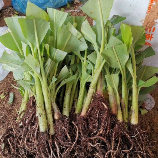 灵山县 皇帝香蕉苗