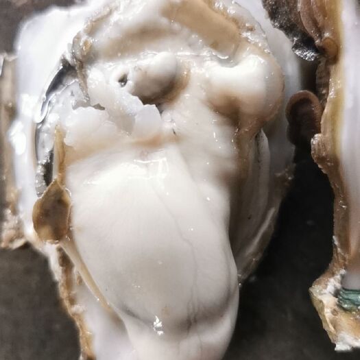 阳西县生蚝 一个字好