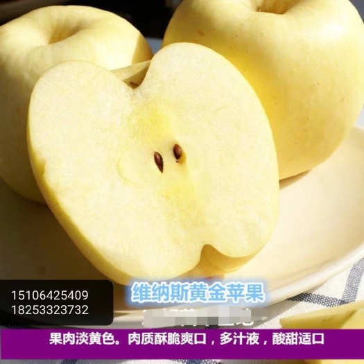 沂源县 维纳斯黄金苹果苗
