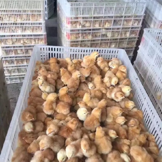 上海三黄鸡苗 孵化场直销.质量保证.出壳已打疫苗.全国包邮