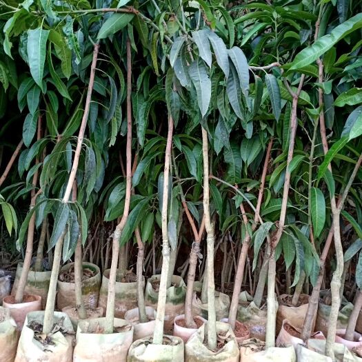 灵山县 金煌芒果苗地径4到6公分大，5年大苗，庭院种植，可带土球发货