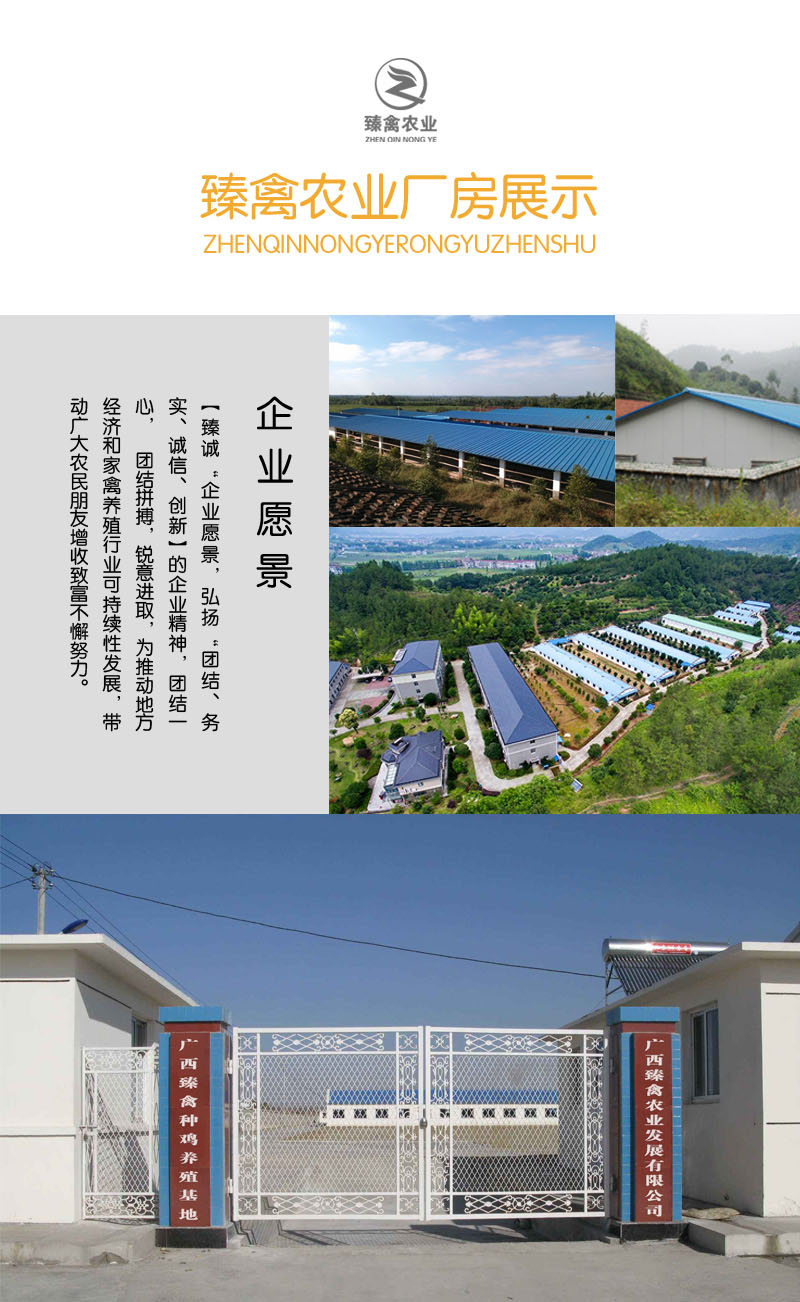  绿壳蛋鸡苗