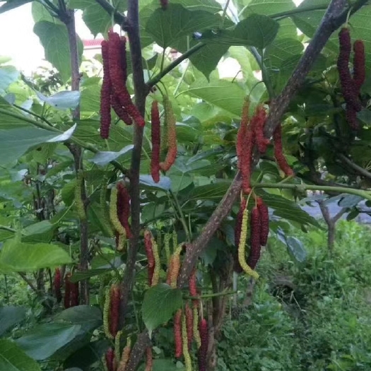 灵山县长果桑苗 长果桑果苗