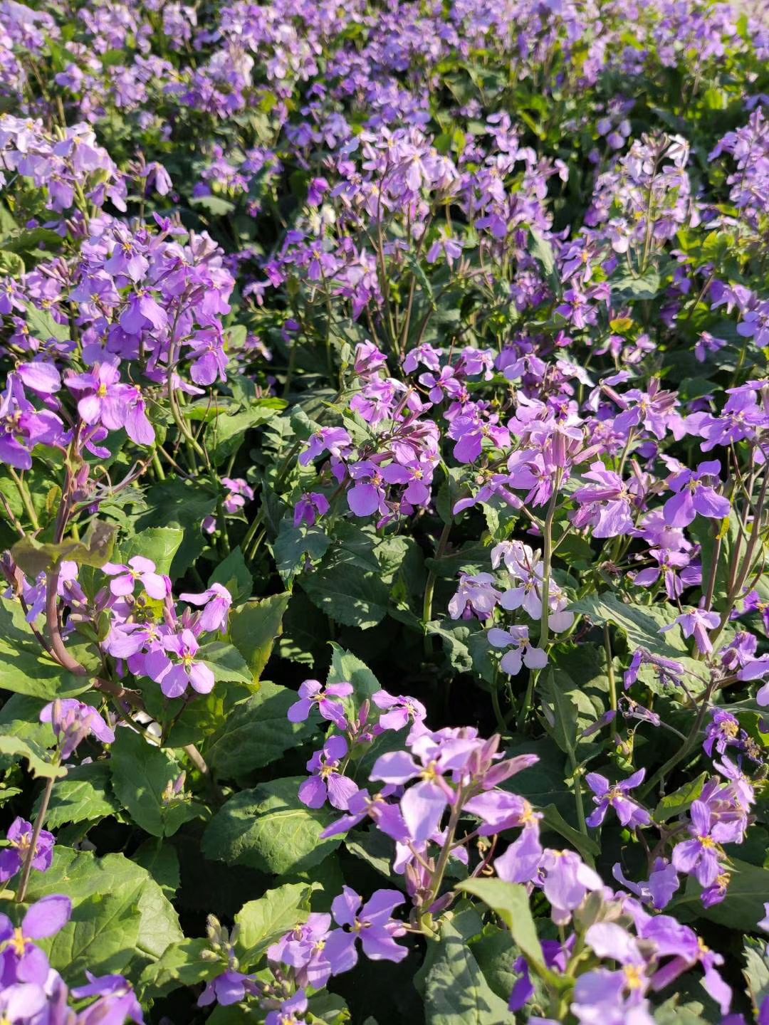 紫花苜蓿草种植海拔图片
