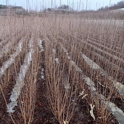 三角枫（茶条槭）变色红叶槭树 适合庭院大面积种植