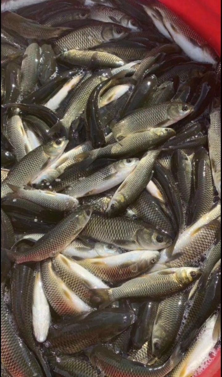  珠江草鱼、草鱼苗良种快大