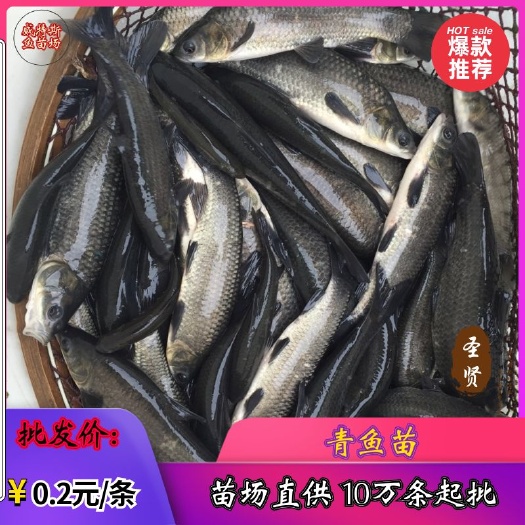 佛山 青鱼苗 螺蛳青鱼苗 黑皖苗