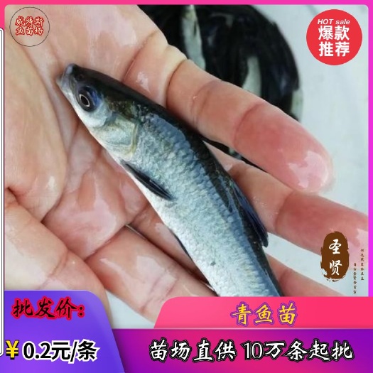 佛山青鱼苗 黑皖鱼苗 螺蛳青鱼苗