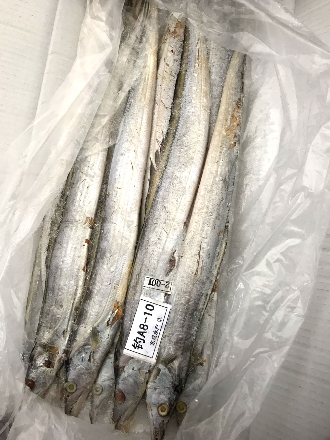  精品带鱼